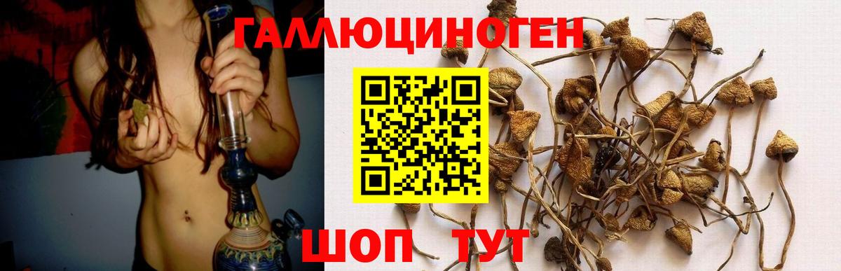Галлюциногенные грибы Psilocybe Тихорецк